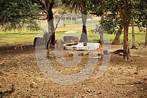 Standing Deer Feeding in Jungle/Zoo Park,wildlife Stock Photograph Image