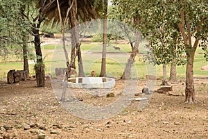 Standing Deer Feeding in Jungle/Zoo Park,wildlife Stock Photograph Image