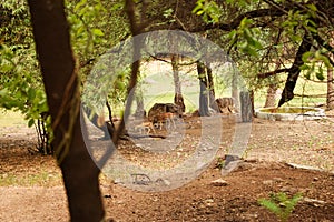 Standing Deer Feeding in Jungle/Zoo Park,wildlife Stock Photograph Image