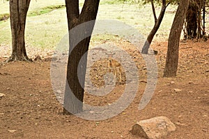 Standing Deer Feeding in Jungle/Zoo Park,wildlife Stock Photograph Image