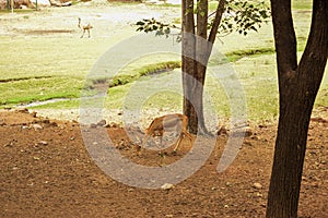 Standing Deer Feeding in Jungle/Zoo Park,wildlife Stock Photograph Image