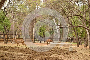 Standing Deer Feeding in Jungle/Zoo Park,wildlife Stock Photograph Image