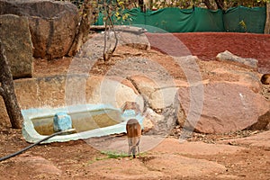 Standing Deer Feeding in Jungle/Zoo Park,wildlife Stock Photograph Image