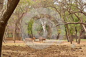 Standing Deer Feeding in Jungle/Zoo Park,wildlife Stock Photograph Image