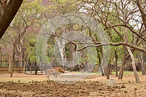 Standing Deer Feeding in Jungle/Zoo Park,wildlife Stock Photograph Image