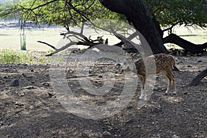 Standing Deer Feeding in Jungle/Zoo Park,wildlife Stock Photograph Image