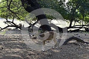 Standing Deer Feeding in Jungle/Zoo Park,wildlife Stock Photograph Image