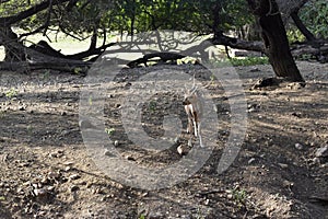 Standing Deer Feeding in Jungle/Zoo Park,wildlife Stock Photograph Image