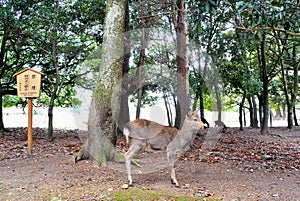 Standing deer in garden