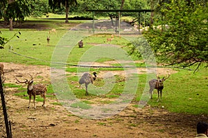 Standing Deer and Ostrich Birds Feeding in Jungle/Zoo Park,wildlife Stock Photograph Image