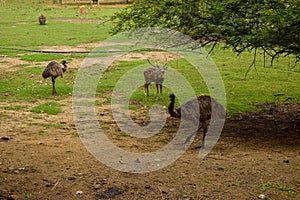 Standing Deer and Ostrich Birds Feeding in Jungle/Zoo Park,wildlife Stock Photograph Image