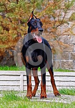 Standing doberman dog