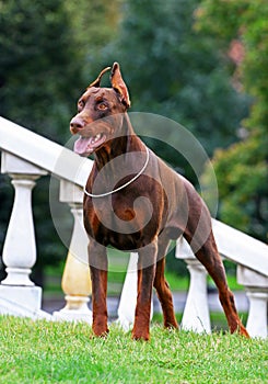 Standing Doberman dog