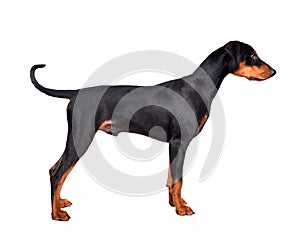 Standing Doberman Pinscher puppy