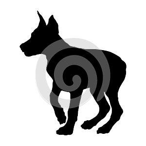 Standing doberman pinscher puppy. Black dog silhouette. Pet animals. Isolated on a white background.