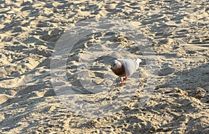 dove on the background beach and sand