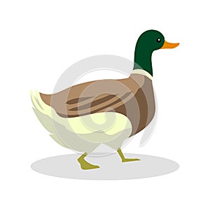 Standing Duck Cartoon Illustration Design