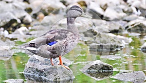 A standing duck watching out on a rock at noon