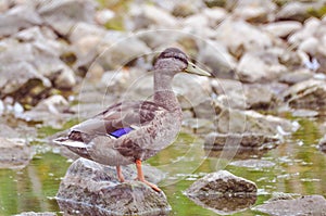A standing duck watching out on a rock at noon