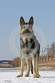 Standing east shepherd dog