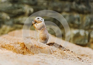 Standing and eating Gopher