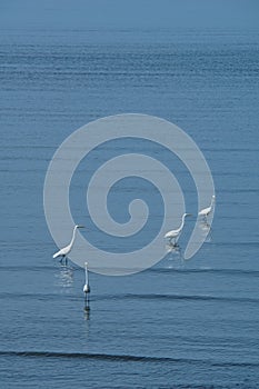 Standing egrets and reflections on the water surface. Many white egrets on the blue sea At the seashore, Chonburi, Thailand