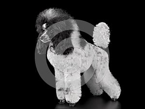 Standing elegant harlequin poodle