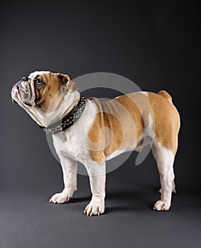 Standing English Bulldog.