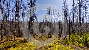 Standing forest fire remnants in Yellowstone National Park.