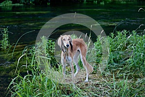 Standing foun saluki
