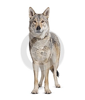 Standing in front Czechoslovakian Wolfdog looking at camera, Isolated on white