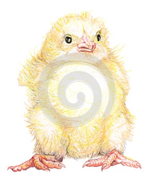 Standing Furry chick