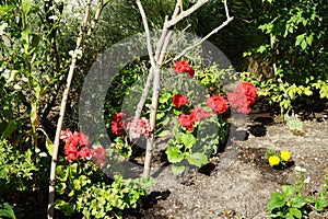 Standing geraniums, Pelargonium hortorum, bloom in July in the garden. Berlin, Germany