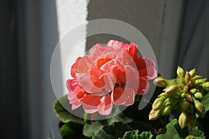 Standing geraniums, Pelargonium hortorum, bloom in June in a flower box. Berlin, Germany