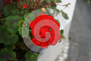 Standing geraniums, Pelargonium hortorum, bloom with red flowers in a flower box in autumn. Berlin, Germany