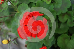 Standing geraniums, Pelargonium hortorum, bloom with red flowers in a flower box in autumn. Berlin, Germany