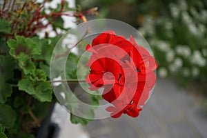 Standing geraniums, Pelargonium hortorum, bloom with red flowers in a flower box in autumn. Berlin, Germany