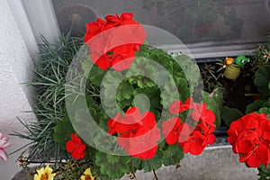 Standing geraniums, Pelargonium hortorum, bloom with red flowers in a flower box in autumn. Berlin, Germany