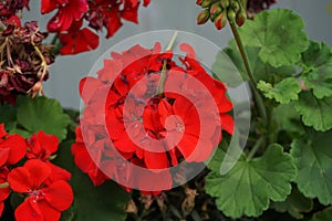 Standing geraniums, Pelargonium hortorum, bloom with red flowers in July in a flower box. Berlin, Germany