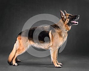 Standing German Shepherd dog