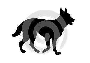 Standing german shepherd dog puppy. Black dog silhouette. Pet animals. Isolated on a white background