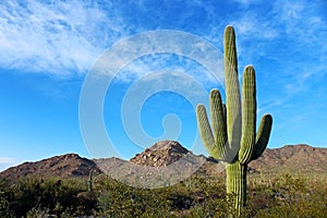 Standing Giant at Saguaro National Park