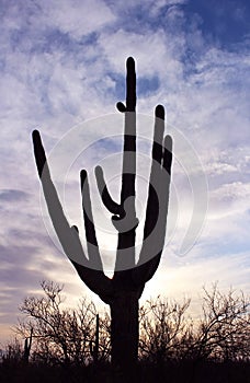 Standing Giant at Saguaro National Park