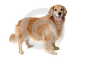 Standing Golden retriever photo