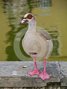 A standing goose at the waterside of a pond