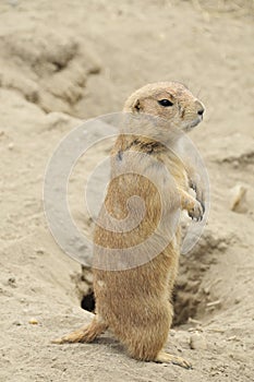 Standing Gopher