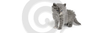 Standing gray, fluffy kitten white background.