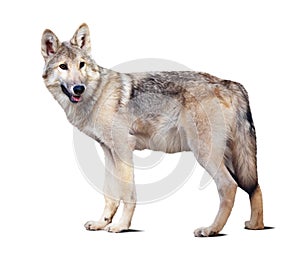 Standing gray wolf