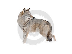 Standing gray wolf in the snow in winter isolated on white