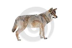 Standing gray wolf in the snow in winter isolated on white background